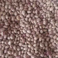 عمده فروشی حبوبات و خشکبار