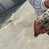 مرغ گلین تخمگذار