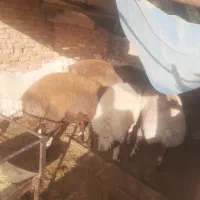 بره|حیوانات مزرعه|یزد, |دیوار