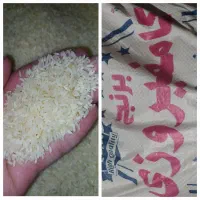 برنج کامفیروزی شیرازخوش عطردرجه1کیسه۱۰کیلویی۲۸۵۰