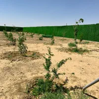 150-تومان-زمین-باغی-آماده-اقساط-بلندمدت