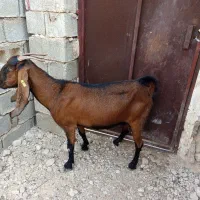 بزدام