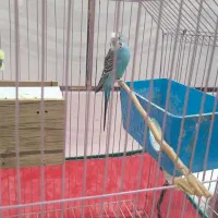مرغ عشق باجوجه