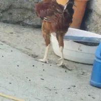 خروس لاری