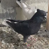 کبوتر نر