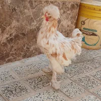 جوجه لهستانی