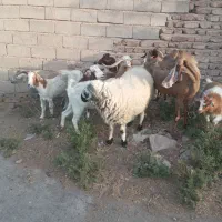 گوسفند از۸۵۰۰به بالا