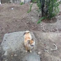 سگ پامر