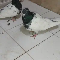 نرماده سرسیاه