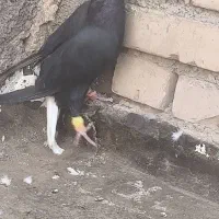 زاغ دم سفید ماده عروسک