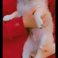 واگذاری سگ پامرین