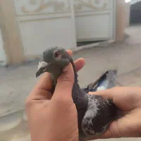 ماده‌چاپی‌وحشی