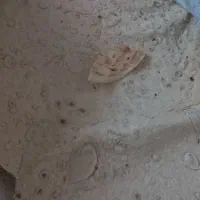 کارگر نانوایی سنتی