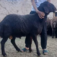 شیشک قوچ افشاری