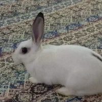 خرگوش سفید|موش و خرگوش|پردیس, فاز ۸|دیوار