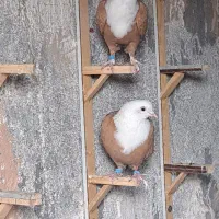 ۸عدد کله سفید