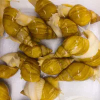 حلزون اچیتا