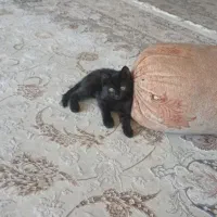 واگذاری رایگان بچه گربه