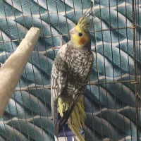 عروس هلندی گلباقالی جوانه
