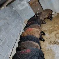 گوسفند قربانی