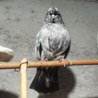کبوتر|پرنده|گرگان, |دیوار