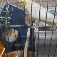 عروس هلندی ماده مست مست