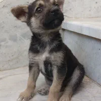 توله سگ