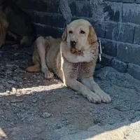 سگ پژدر نر