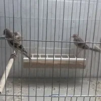 جوجه سهره قناری