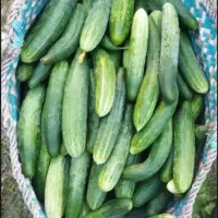 خیار محلی تازه چین آب قوره تازه