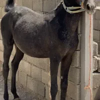کره مادیان کرد درجه یک