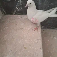 ماده  مهر نشون دار