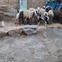 شیشک..شیشک میش با بره