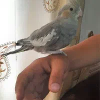 عروس هلندی سخنگو