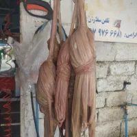 به یک نفر روده دسته کن ماهر نیازمندم