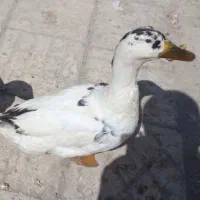 اردک نر