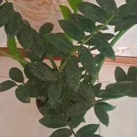 گلای زیبا پرحجم هلندی پر پاجوش ب علت مسافرت فوری