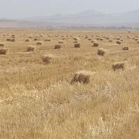 پرس پخل گندم