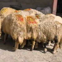 گوسفند