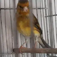 جوجه سهره سره‌ قناری خوشرنگ احتمالا نر