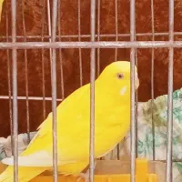 جفت مرغ عشق