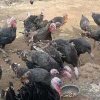 بوقلمون