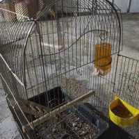 قفس پرنده 800