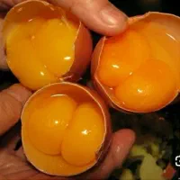 تخم مرغ دو زرده و معمولی