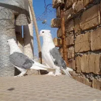 کفتر خوب خوش خال دوکت