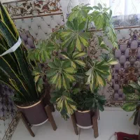 گل شفلرا