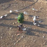 کفتر کبوتر