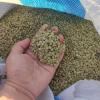 عدس ارشق تمیزتازه پخت زیردقیقه
