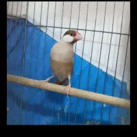 فنچ نرگسی مولد
