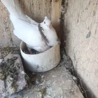 کبوتر طوقی ماده